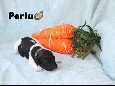 Purebred Standard Poodle Puppies