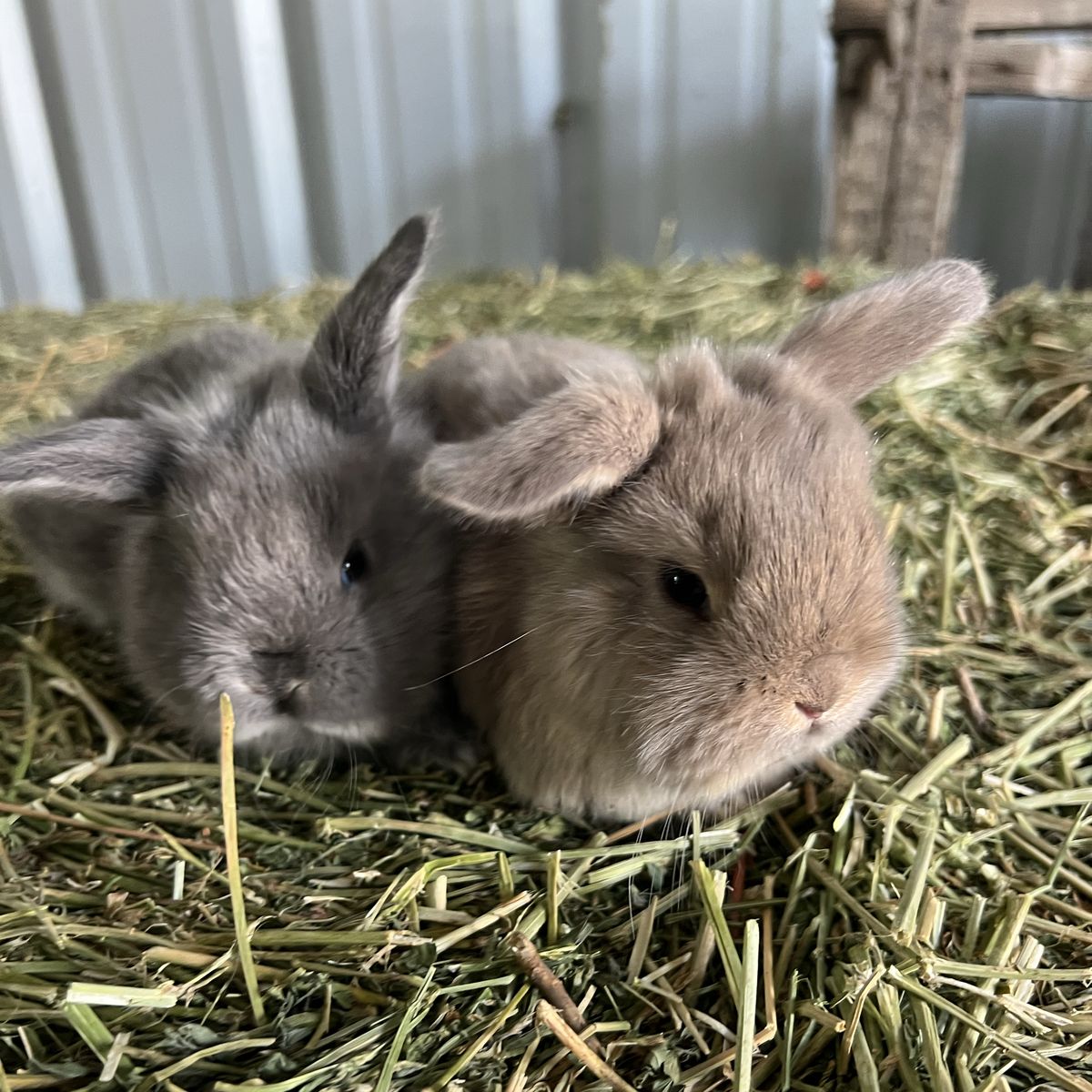Baby Bunnies