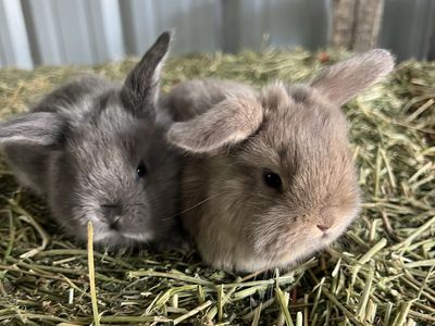 Baby Bunnies