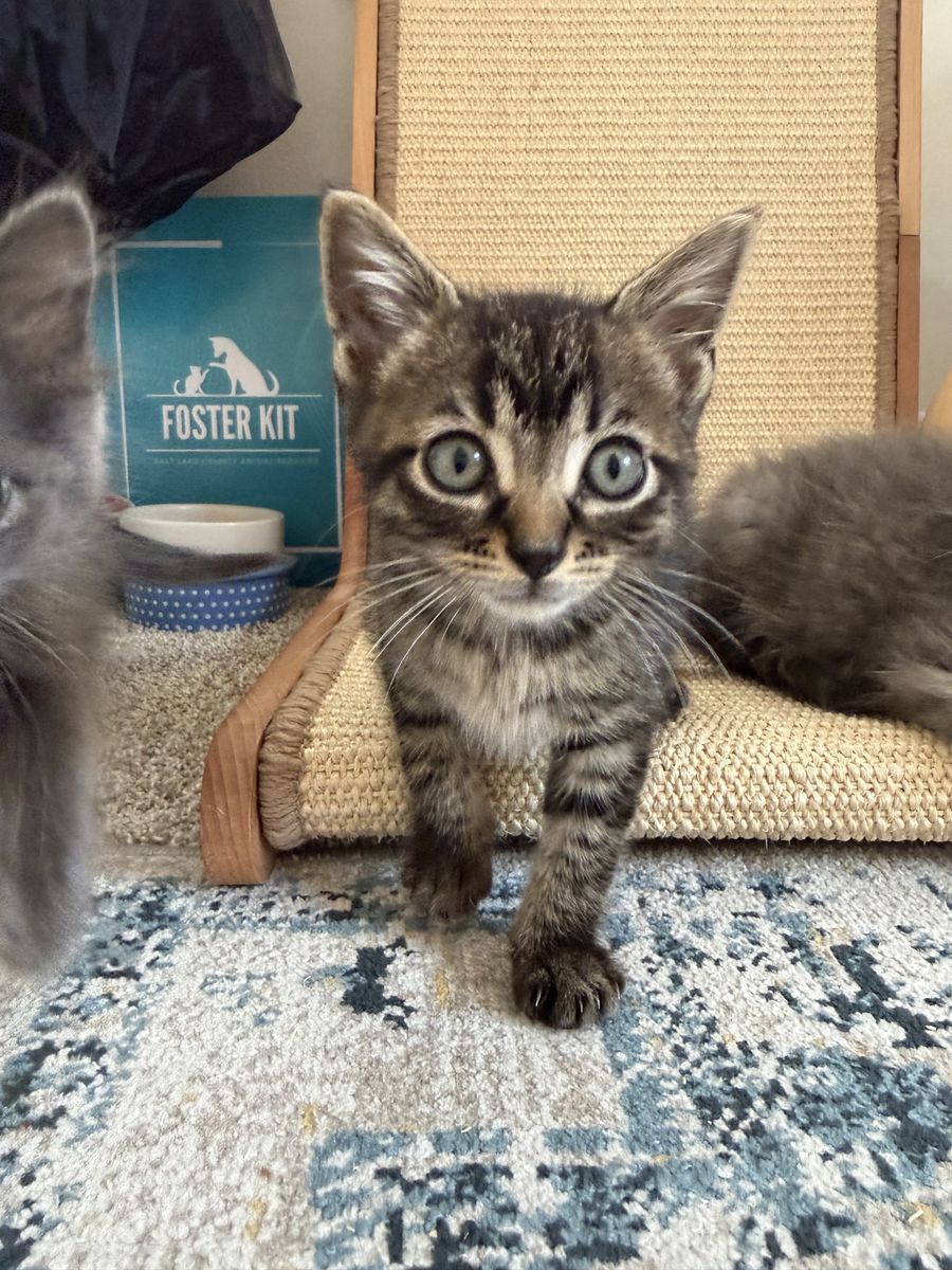 A163778 Tadpole is Available for Adoption!