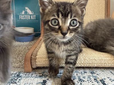 A163778 Tadpole is Available for Adoption!