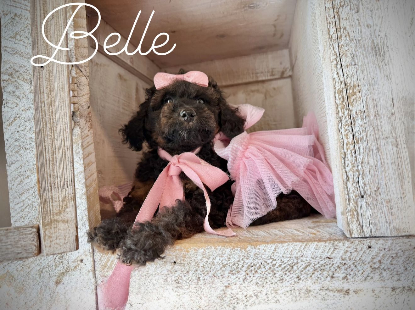 Adorable AKC mini poodle puppies