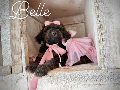 Adorable AKC mini poodle puppies