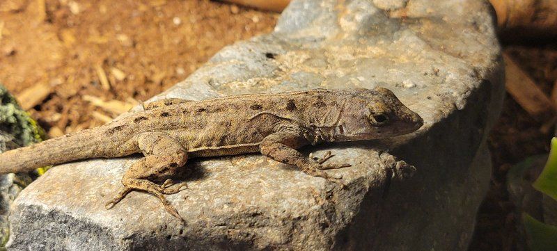 Aladar a Cute Male Brown Bahaman Anole