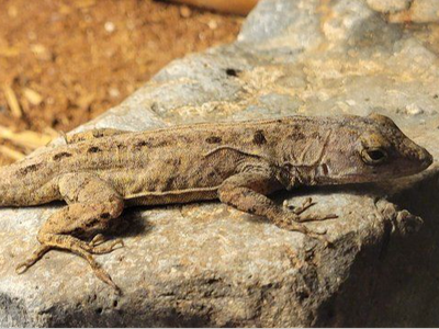 Aladar a Cute Male Brown Bahaman Anole