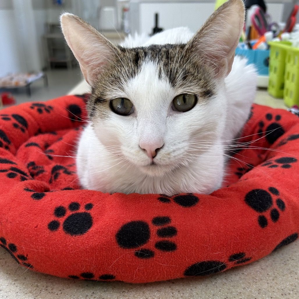 Hello my name is Lorde