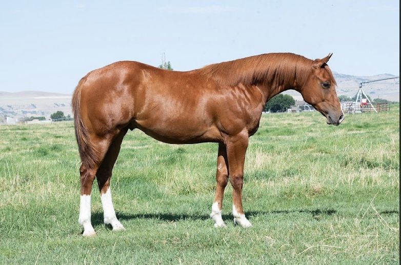 Whizkey N Diamonds Colt