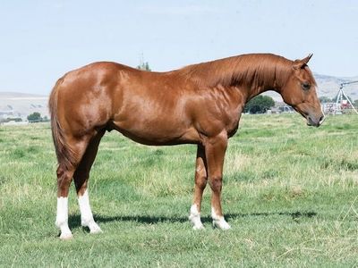 Whizkey N Diamonds Colt