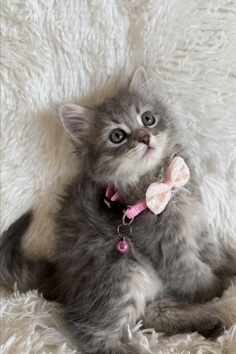 ️((MAY SPECIAL 2000.00))Beautiful Siberian kittens️