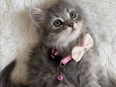 ️((MAY SPECIAL 2000.00))Beautiful Siberian kittens️