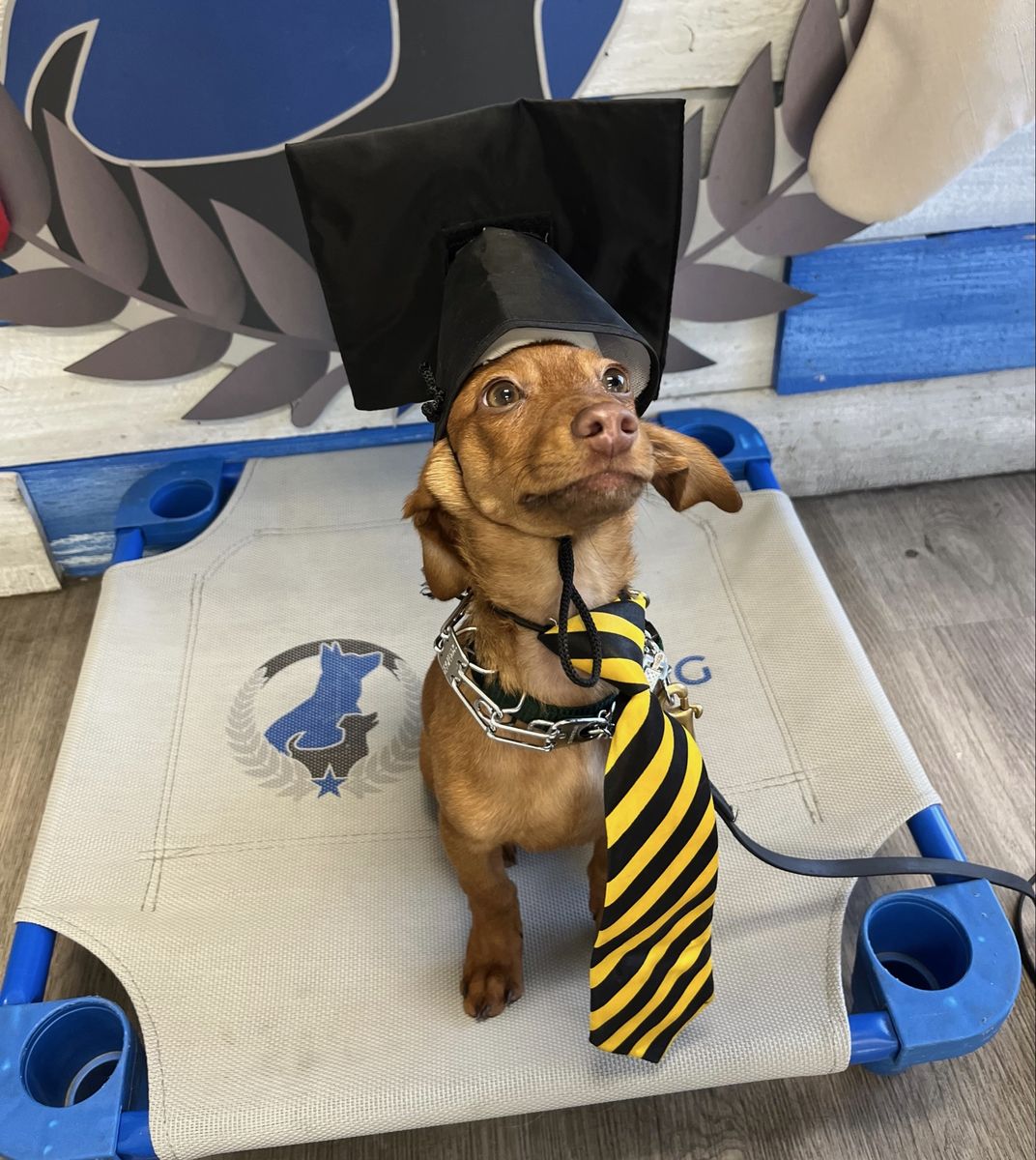Chiweenie Stud