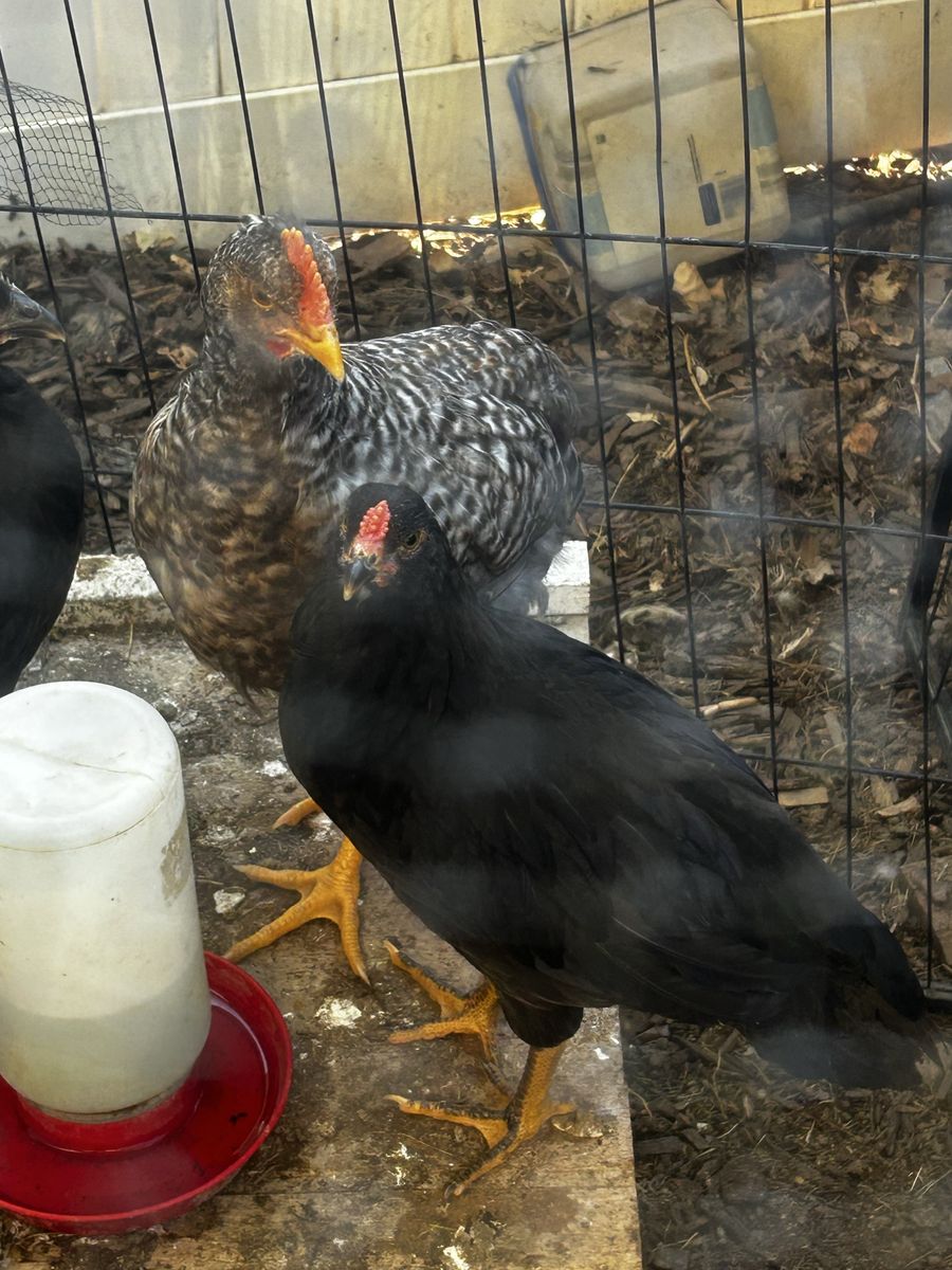 Roosters