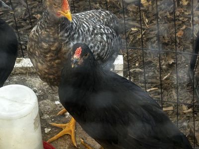 Roosters