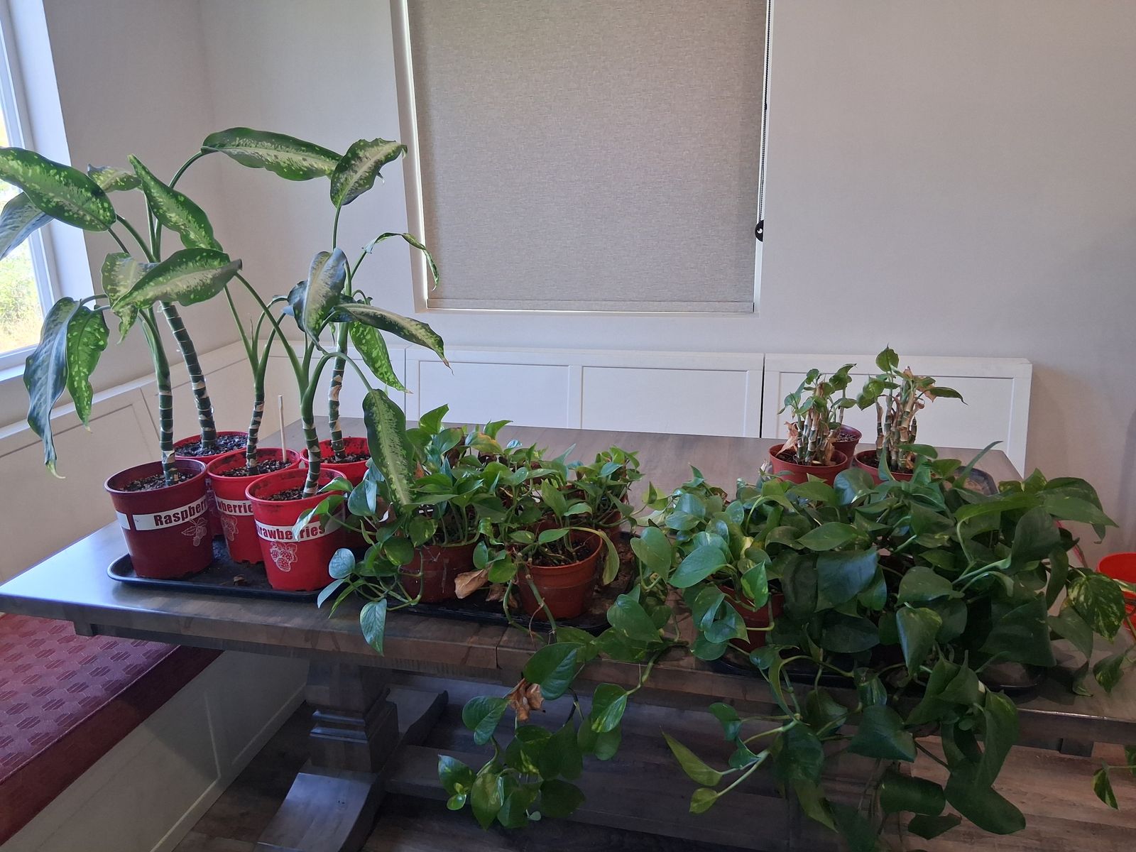 HOUSE PLANTS