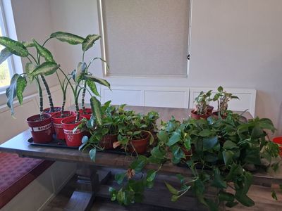 HOUSE PLANTS