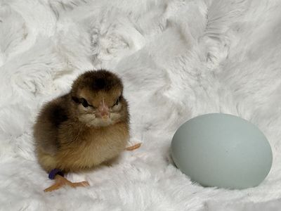 Cream Legbars Female Chicks