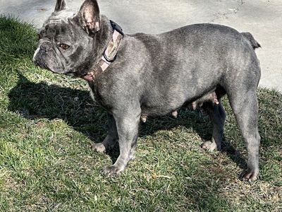 Akc French Bulldog