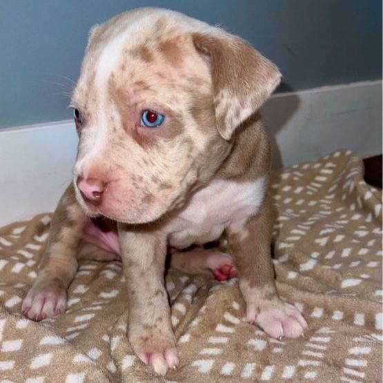 Standard American bully puppies