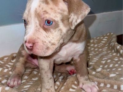 Standard American bully puppies