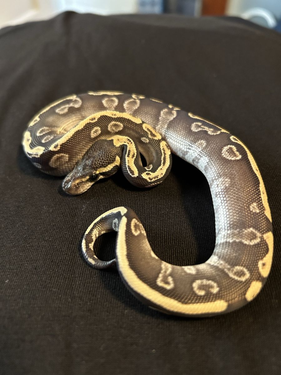 Ball python GHI Mojave female 