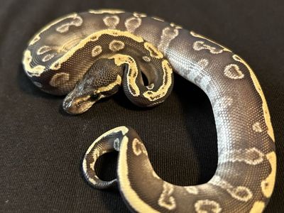 Ball python GHI Mojave female
