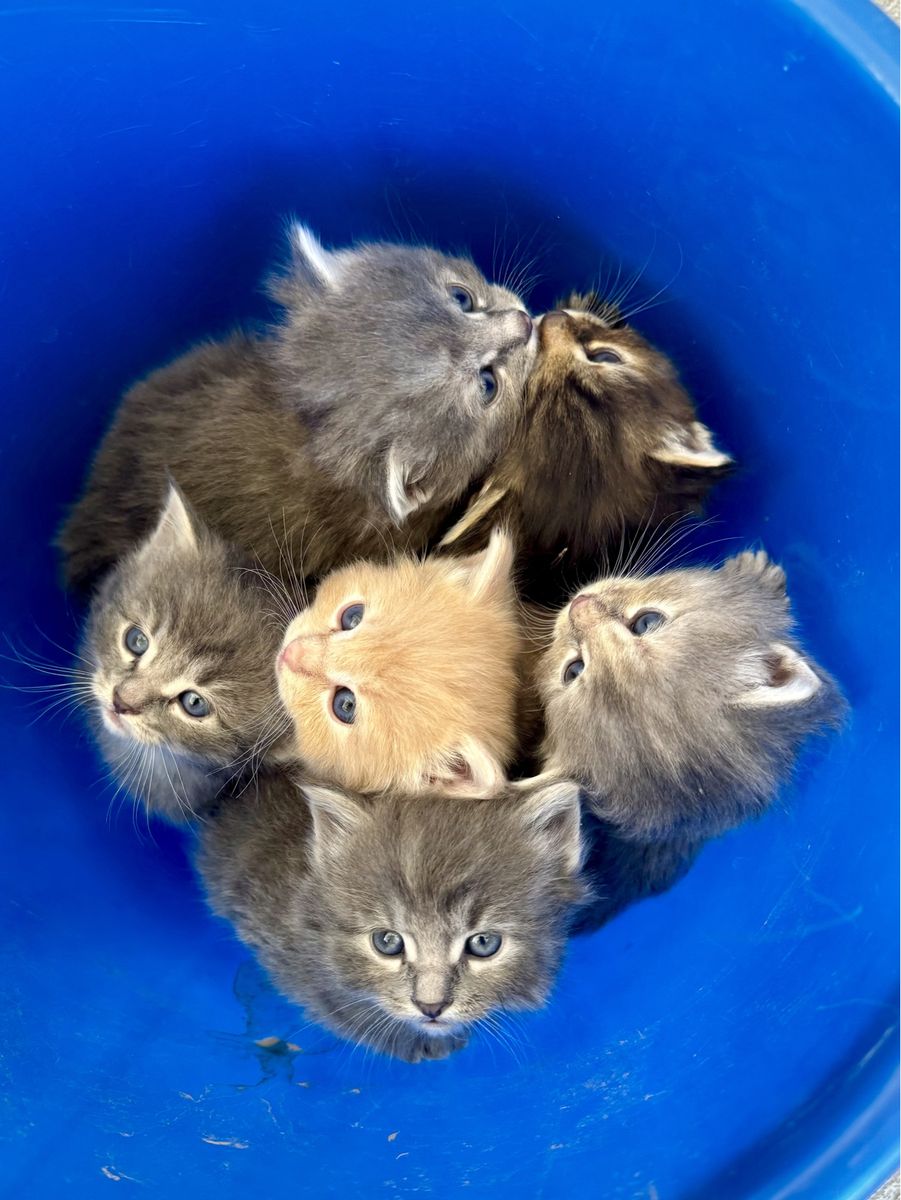 Kittens