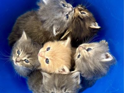 Kittens