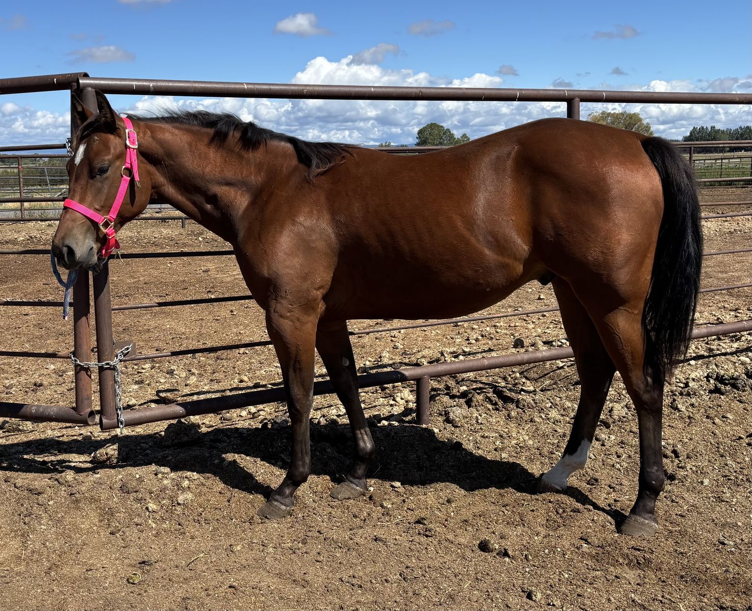 2025 AQHA Bay Gelding "Jibblets"