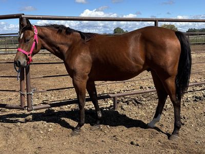 2025 AQHA Bay Gelding "Jibblets"