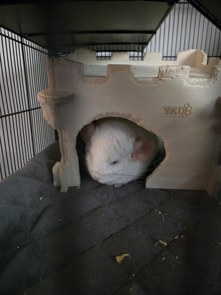chinchilla