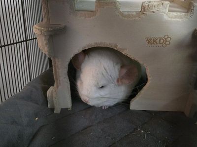 chinchilla