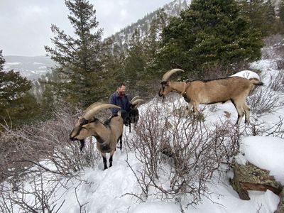 Alpine Pack Goat Kids