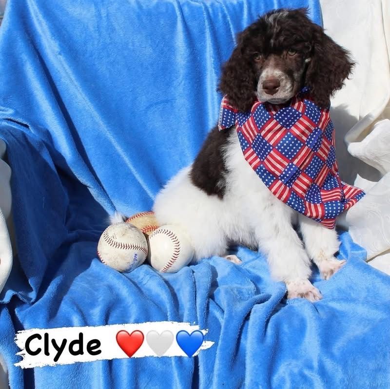 AKC Standard Parti Poodle