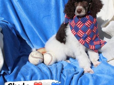 AKC Standard Parti Poodle