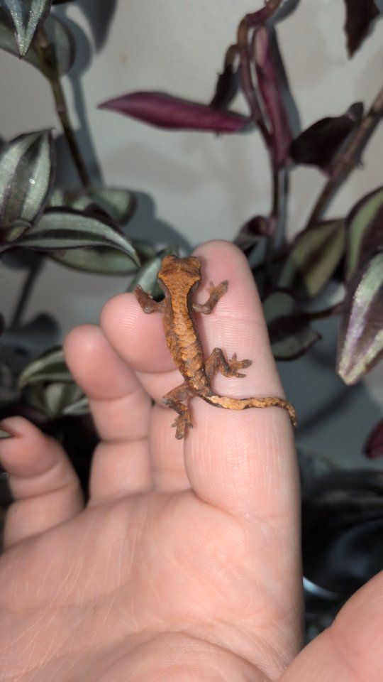 baby Crested gecko