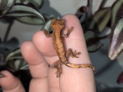 baby Crested gecko