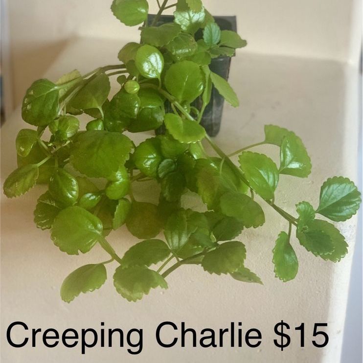 Young house plants