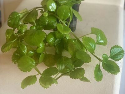 Young house plants