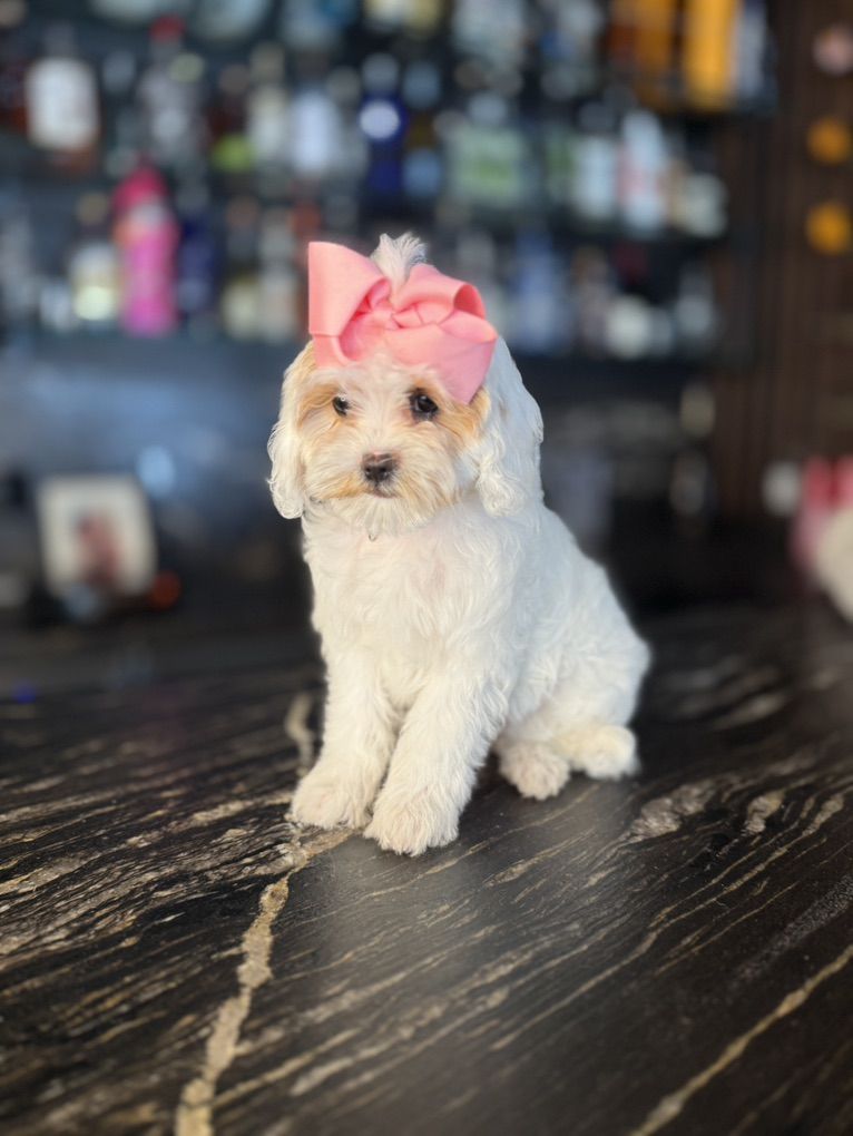 Darling Tiny Cavapoo Girls Includes  Everything