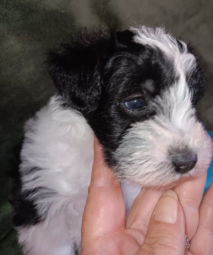 AKC Miniature Schnauzer Mr Bumper