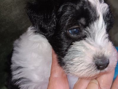 AKC Miniature Schnauzer Mr Bumper