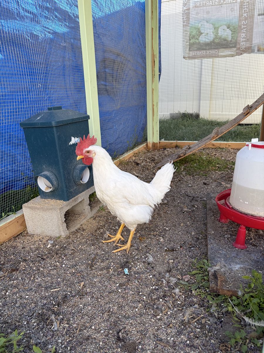 White Leghorn Rooster