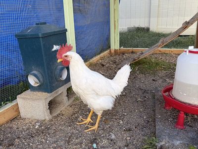 White Leghorn Rooster