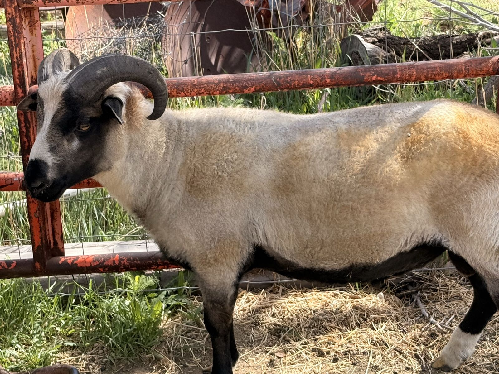 Icelandic rams