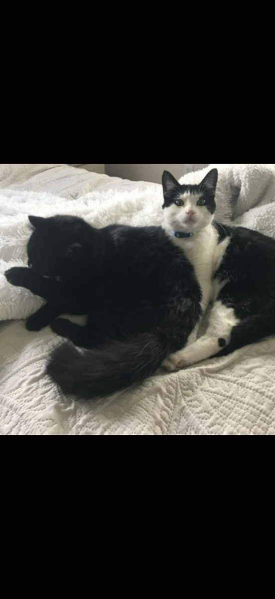 Rocky & Lucky - Playful and cuddly pair of house cats