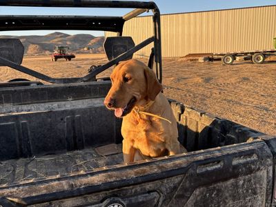 5 Year Old Yellow Akc Lab Female