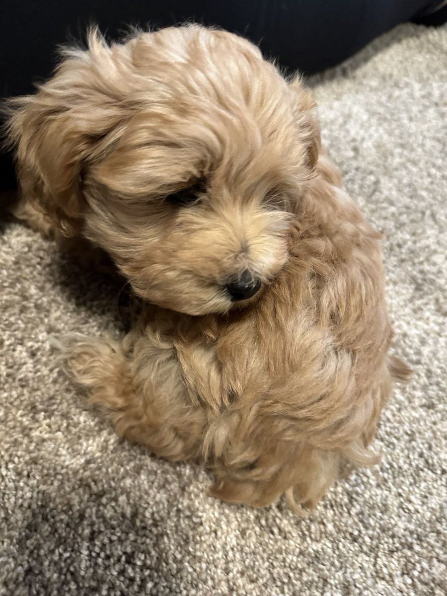 Maltese poodle maltipoo