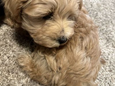 Maltese poodle maltipoo