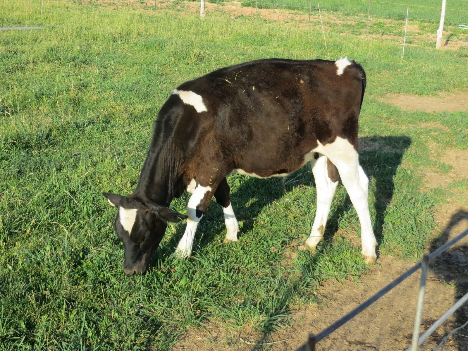 Beef Holstein Cross Steer