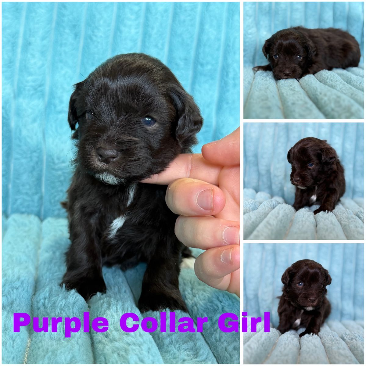 AKC health tested mini schnauzer puppies